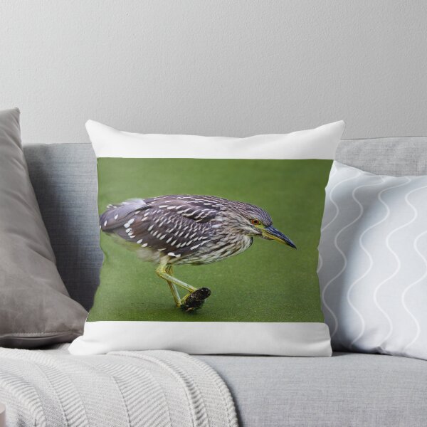 Item preview, Juvenile Black-crowned Night Heron designed and sold by James Cumming.
