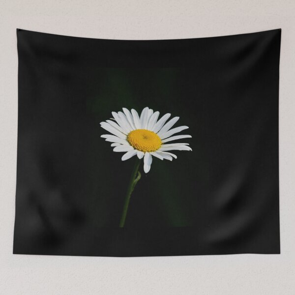 Item preview, The Ox-eye daisy alone designed and sold by Jouko Lehto Photography.