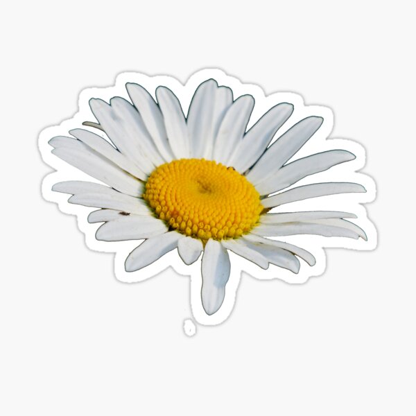 The Ox-eye daisy transparent Sticker