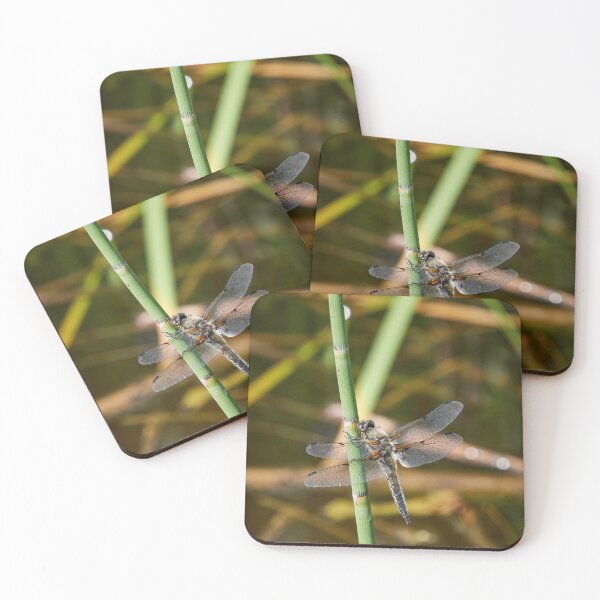 Item preview, There is time to rest and time to fly. Four-spotted chaser designed and sold by Jouko Lehto Photography.