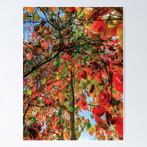 Item preview, A Riot of Fall Colors. designed and sold by Stus RoadTrips.