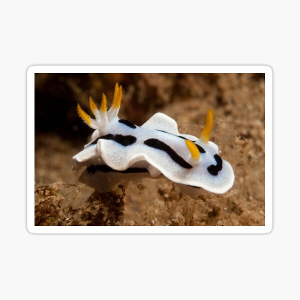 Chromodoris dianae, North Sulawesi, Indonesia Sticker