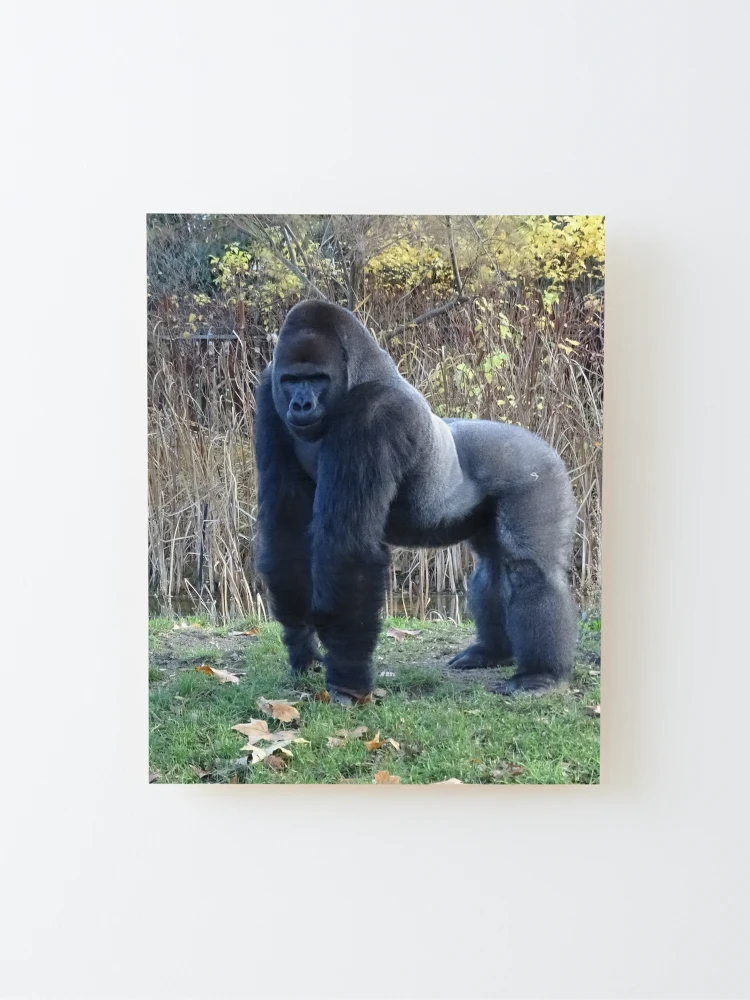 Silverback Gorilla Guardian of the Rainforest Rug by Holbrook Art  Productions