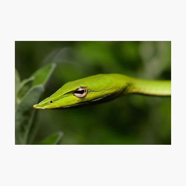 Item preview, Vine Snake portrait. designed and sold by AnyLifePhoto.