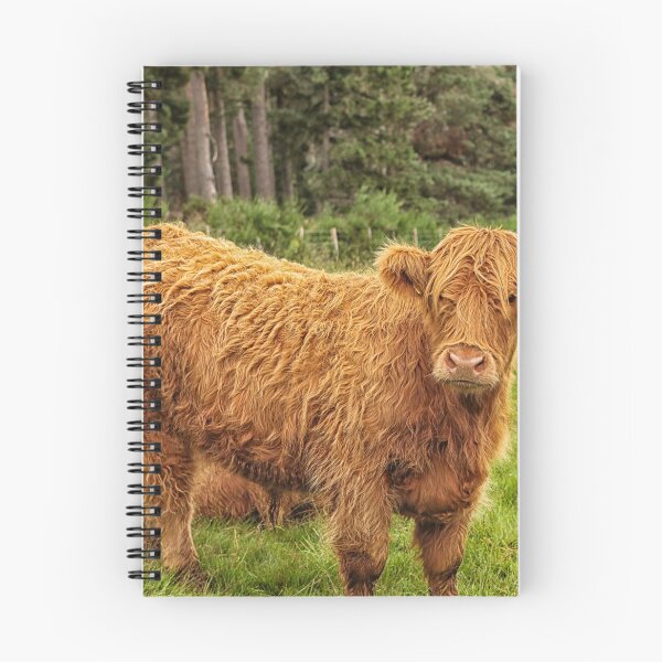Item preview, Scottish Highland cow designed and sold by Photopat.