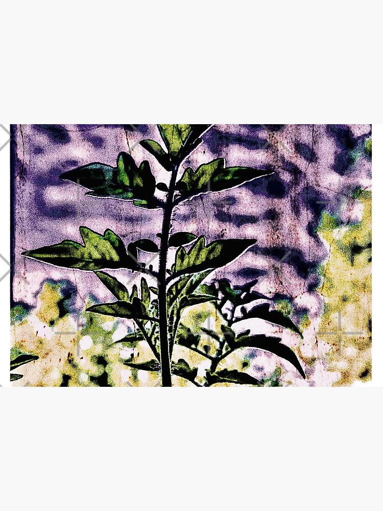 Purple Tomato by THamilton81