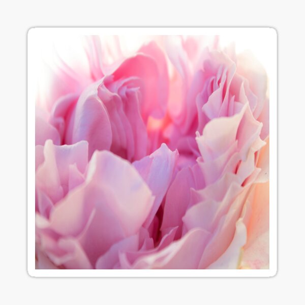 Pastel Pink Rose Petals Sticker