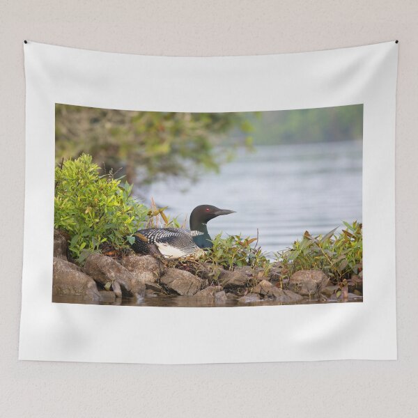 Item preview, Common loon sitting on nest designed and sold by James Cumming.