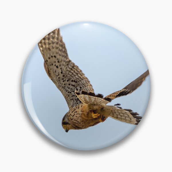 Artikelvorschau, Turmfalke im Flug entworfen und verkauft von iCimages.net.