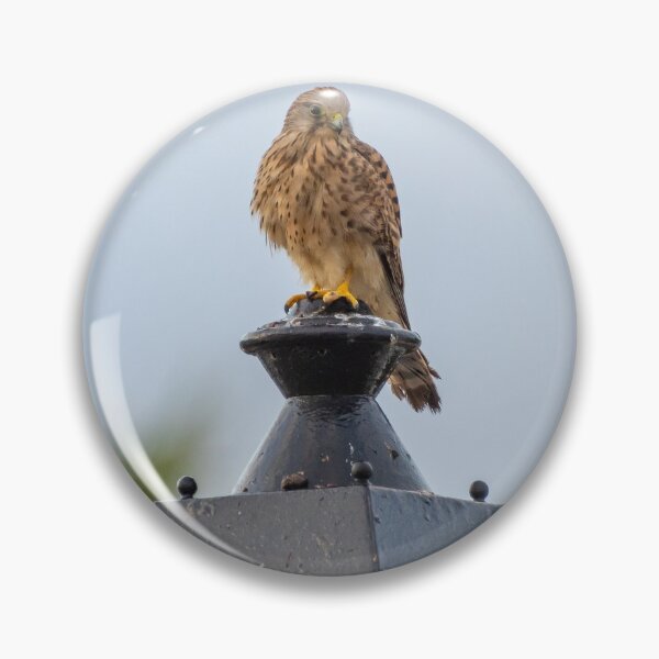 Item preview, Kestrel on guard designed and sold by iCimages.net.