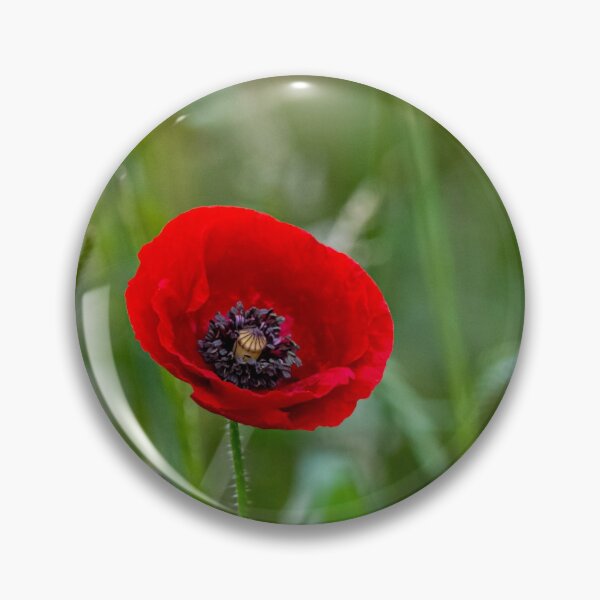 Artikelvorschau, Roter Mohn entworfen und verkauft von iCimages.net.