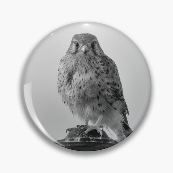 Artikelvorschau, Turmfalke entworfen und verkauft von iCimages.net.