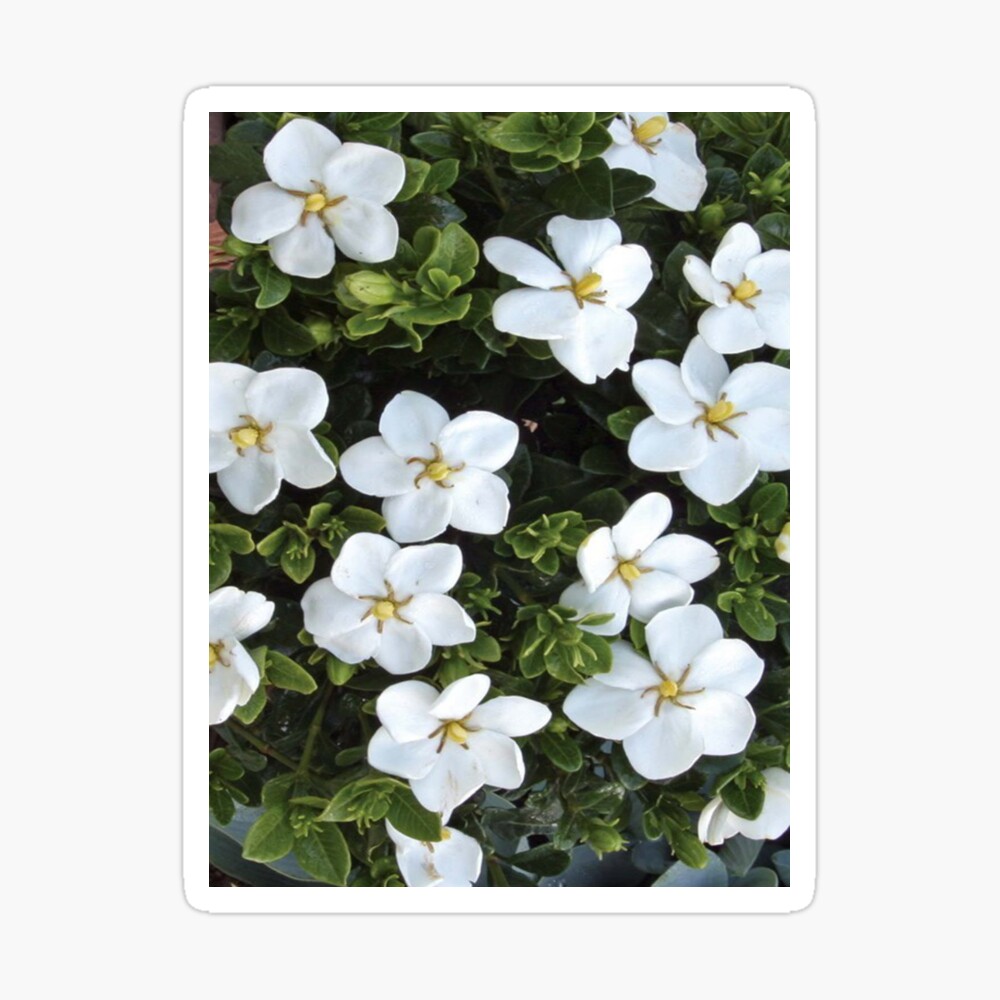 Cuaderno de espiral «Gardenia Floral Flor Blanca Jardín Planta Flor  Semillas Amantes» de TopTeeShop | Redbubble