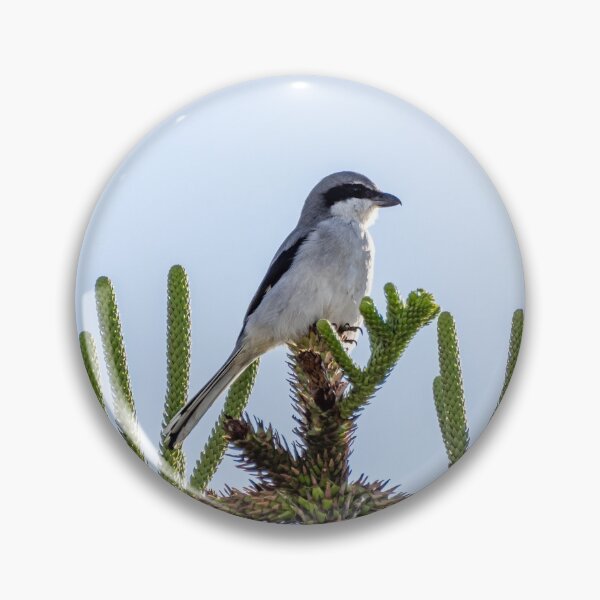 Artikelvorschau, Shrike auf Baumkrone entworfen und verkauft von iCimages.net.