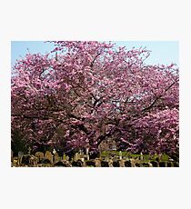 Cherry Tree Photographic Print