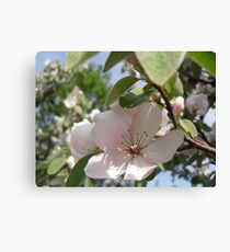 Quince Flowers Canvas Print
