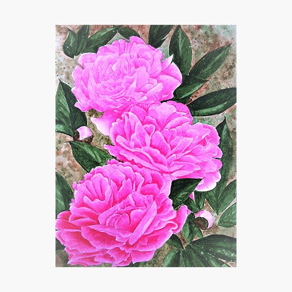 three pink peonies Photographic Print