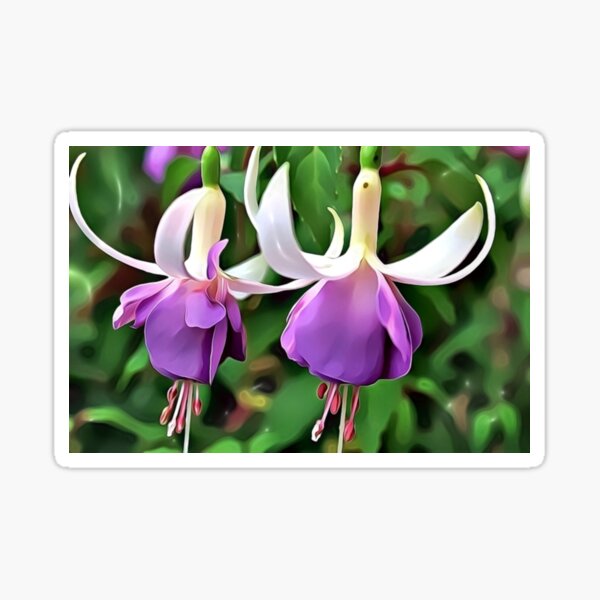 Item preview, Purple fuschia designed and sold by ozdust-ballroom.