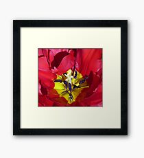 Centre of a Tulip Framed Print