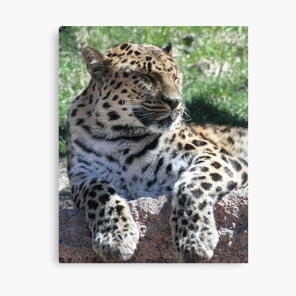Soaking Up The Sun Canvas Print