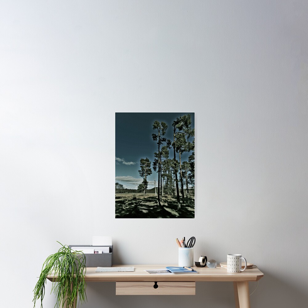 Aviemore Pines Poster