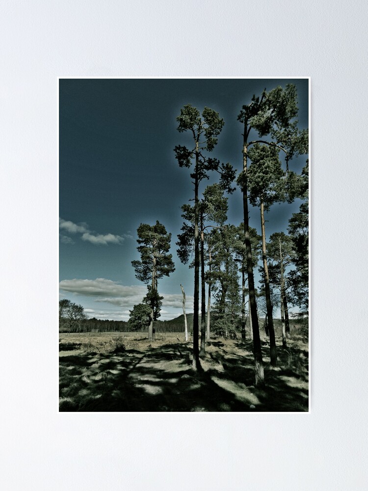 Alternate view of Aviemore Pines Poster
