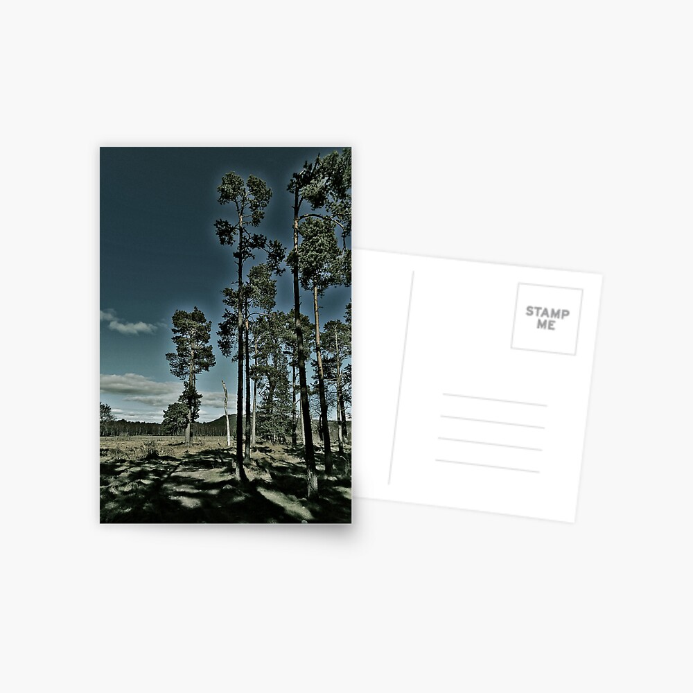 Aviemore Pines Postcard