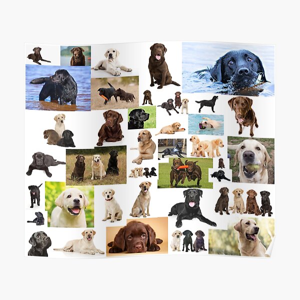 Spoonflower Fabric - Labrador Retriever Chocolate Lab Pet Quilt Coordinates Dog  Dogs Breed Printed on Modern Jersey Fabric by the Yard - Fashion Apparel  Clothing with 4-Way Stretch 