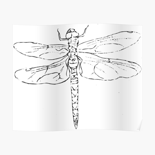 "Dragonfly Drawing" Poster for Sale by KClay98 | Redbubble