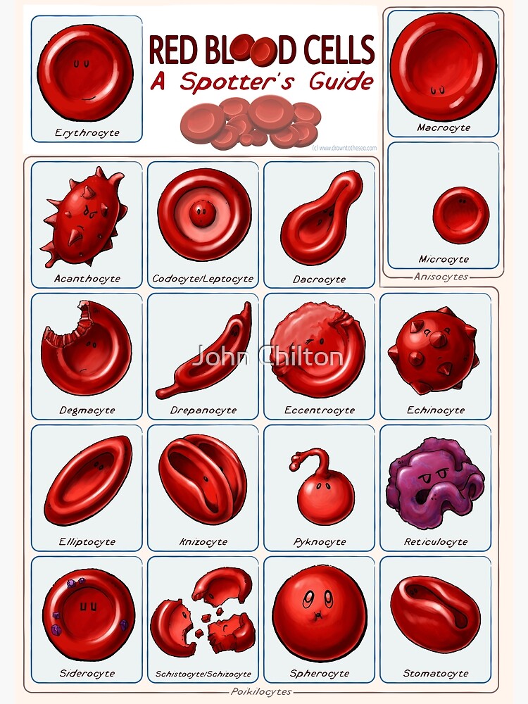 Red blood cells Premium Matte Vertical Poster sold by Presidential ...