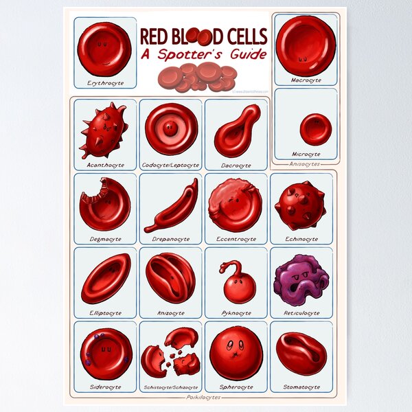 Red blood cells Poster