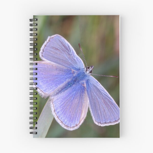 Item preview, Common blue butterfly designed and sold by iCimages.net.