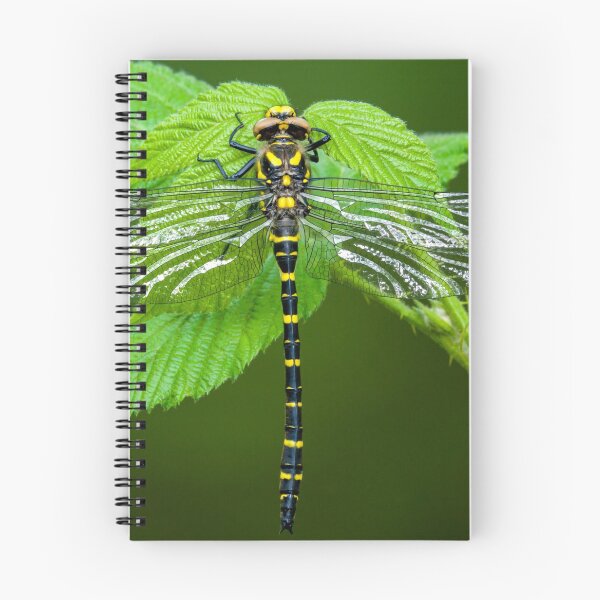 Item preview, Golden ringed dragonfly designed and sold by iCimages.net.