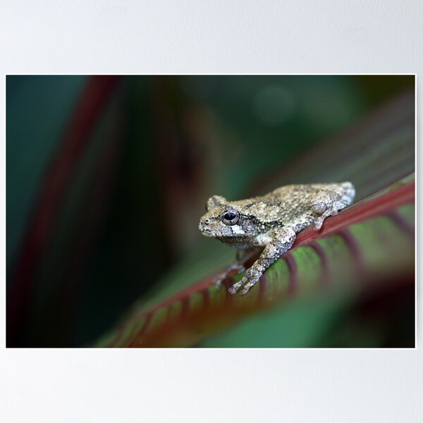 Treefrog Frog Nature Posters for Sale