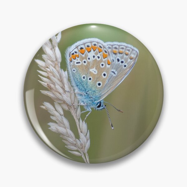 Item preview, Common blue butterfly on summer grass designed and sold by iCimages.net.
