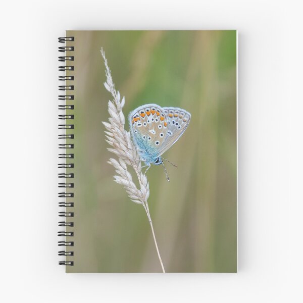Item preview, Common blue butterfly on summer grass designed and sold by iCimages.net.