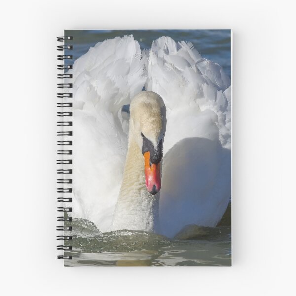 Item preview, Male mute white swan. designed and sold by iCimages.net.