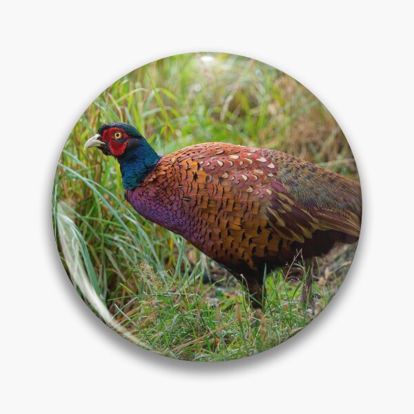 Item preview, Male Pheasant bird designed and sold by iCimages.net.