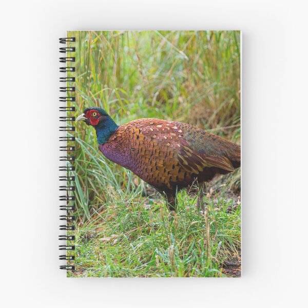 Item preview, Male Pheasant bird designed and sold by iCimages.net.