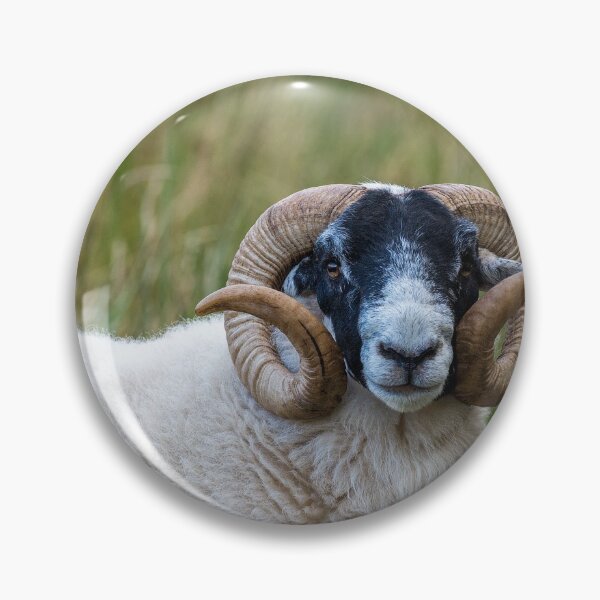 Item preview, Scottish Blackface Sheep designed and sold by iCimages.net.