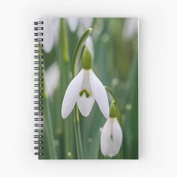 Item preview, Snowdrop flowers designed and sold by iCimages.net.