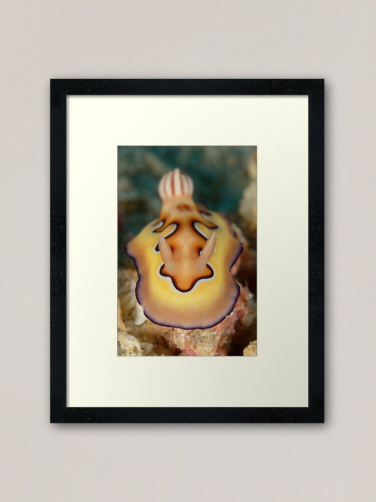 Alternate view of Nudibranch - Chromodoris coi Framed Art Print