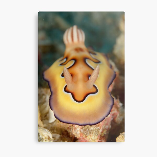 Nudibranch - Chromodoris coi Metal Print