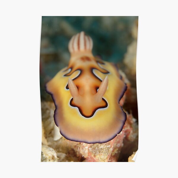 Nudibranch - Chromodoris coi Poster