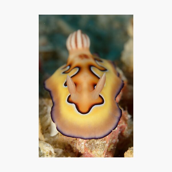 Nudibranch - Chromodoris coi Photographic Print