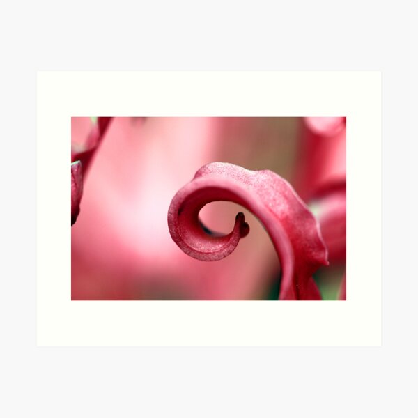 Pink afternoon Art Print