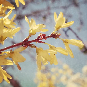 Artwork thumbnail, Spring Blessing by Sybille Sterk