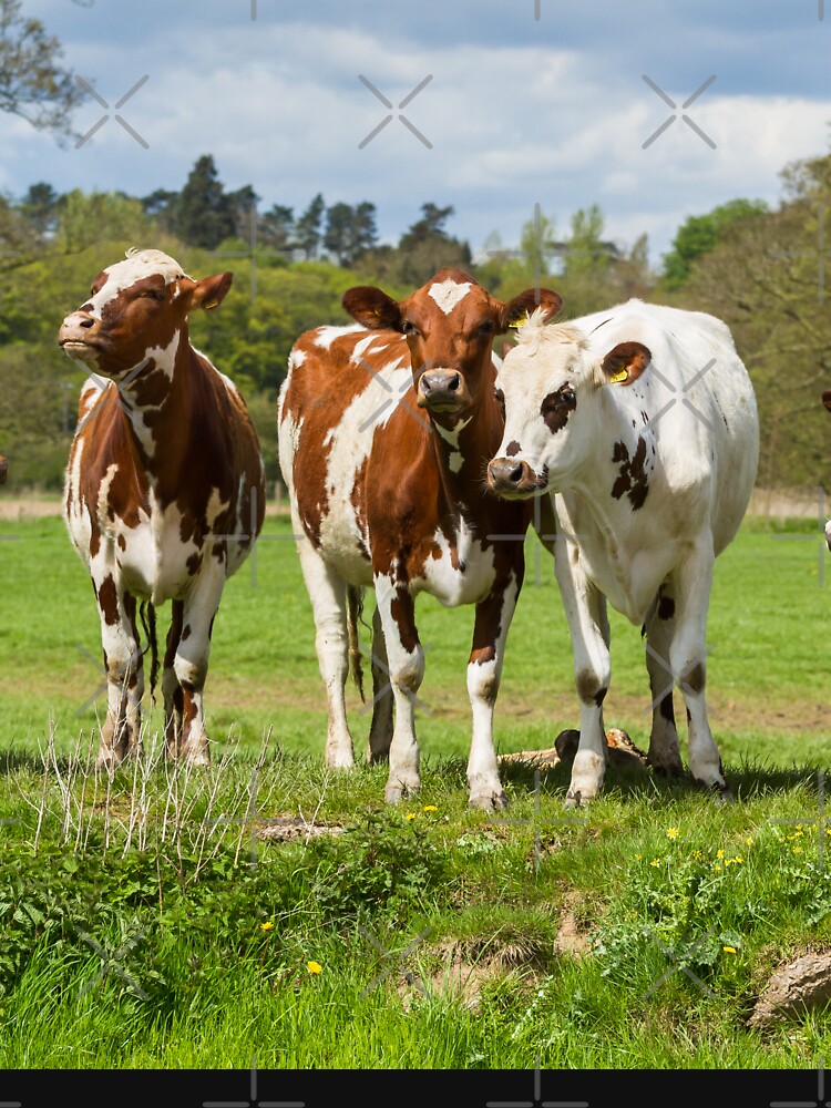 Raspberry Cow Photographic Print for Sale by Jane Stanley