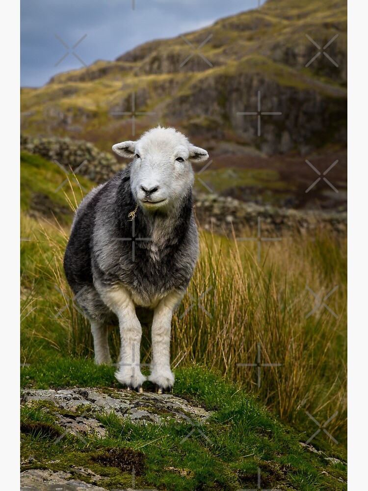 "Herdwick Sheep" Art Print for Sale by JStanley19 Redbubble