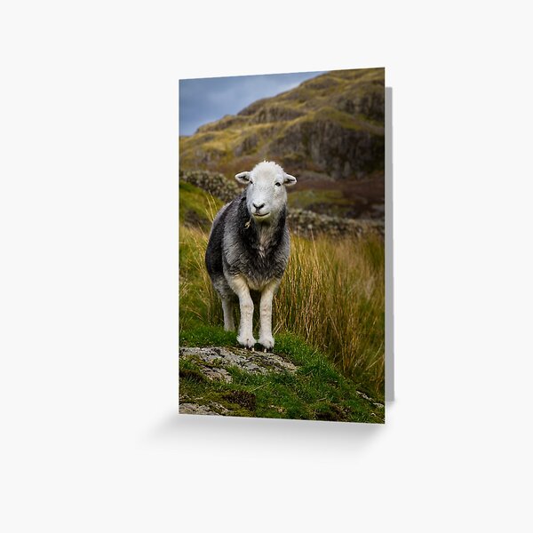 "Herdwick Sheep" Greeting Card for Sale by JStanley19 Redbubble